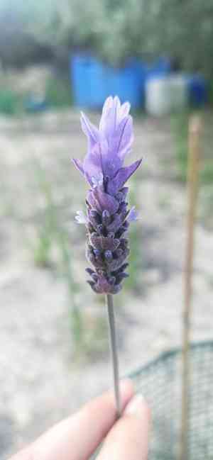 French lavender(Lavandula dentata)