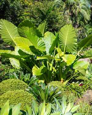 Giant taro(Alocasia macrorrhizos)