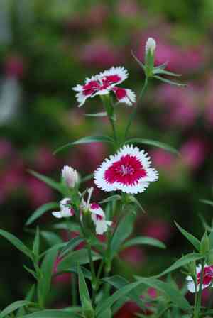 Chinese pink(Dianthus chinensis)