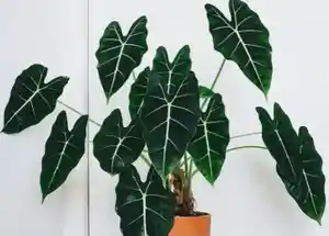 Alocasia sanderiana(Alocasia sanderiana)