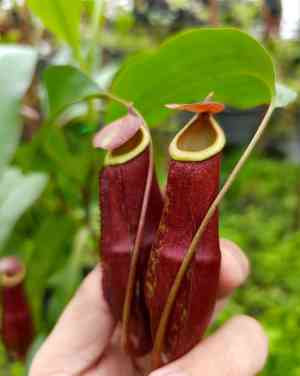 Common swamp pitcher-plant(Nepenthes mirabilis)
