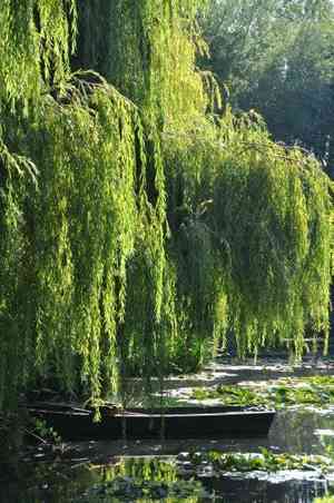 Weeping willow(Salix babylonica)
