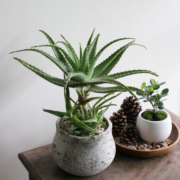 Candelabra aloe