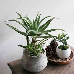 Candelabra aloe(Aloe arborescens)