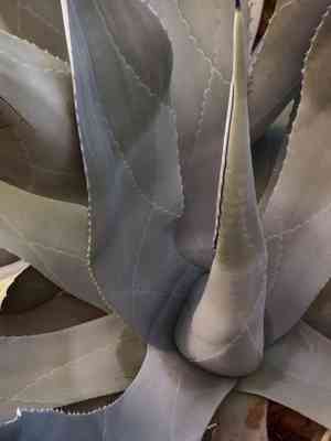 Rough century plant(Agave asperrima)
