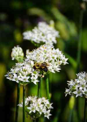 Garlic chives(Allium tuberosum)