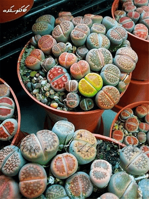 Truncate living stone(Lithops pseudotruncatella)