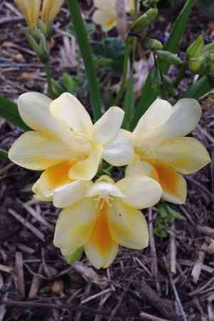 Common freesia(Freesia refracta)