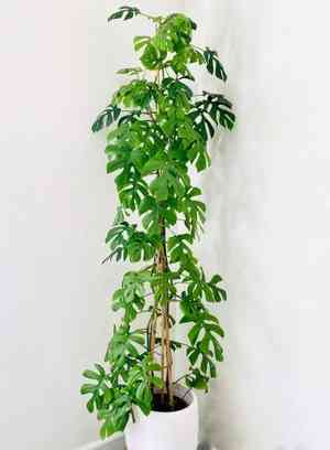 Rhaphidophora tetrasperma(Rhaphidophora tetrasperma)