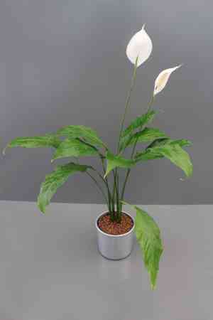 Snow flower(Spathiphyllum floribundum)