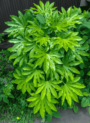 Paperplant(Fatsia japonica)