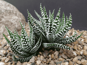 Haworthiopsis attenuata(Haworthiopsis attenuata)