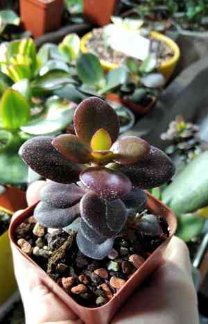 Silver dollar plant(Crassula arborescens)