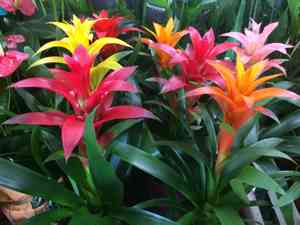 Scarlet-star(Guzmania lingulata)
