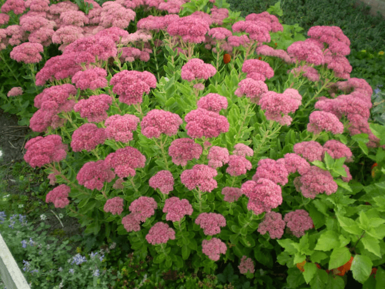 Showy stonecrop