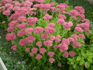 Showy stonecrop(Hylotelephium spectabile)