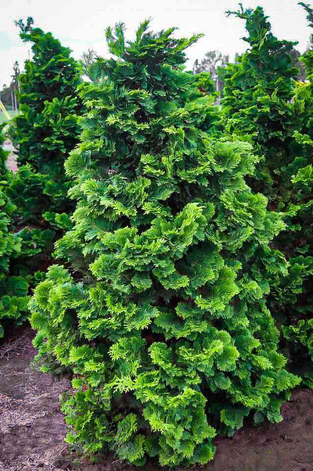 Hinoki cypress(Chamaecyparis obtusa)