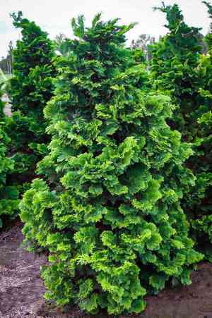 Hinoki cypress(Chamaecyparis obtusa)
