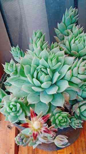 Graptopetalum macdougallii(Graptopetalum macdougallii)