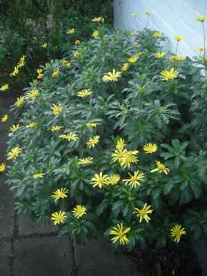 African bush daisy(Euryops chrysanthemoides)