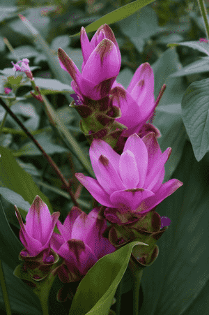 Siam tulip(Curcuma alismatifolia)