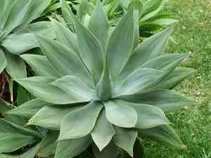Foxtail agave(Agave attenuata)