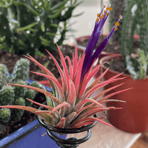 Sky plant(Tillandsia ionantha)