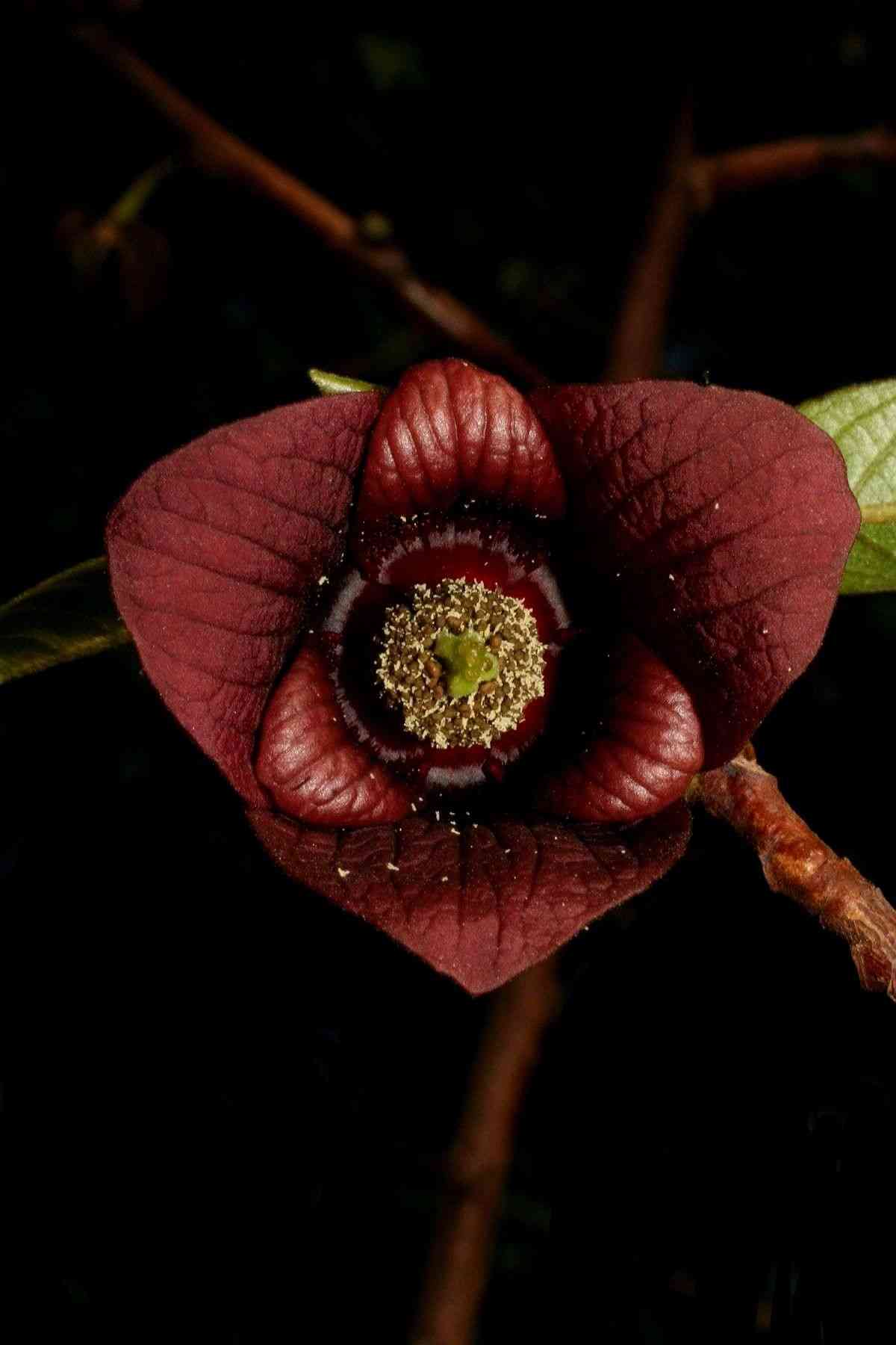 Pawpaw(Asimina triloba)