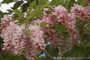 Clammy locust(Robinia viscosa)