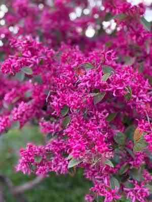 Chinese fringe flower(Loropetalum chinense)