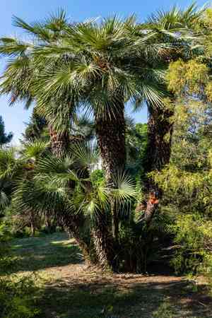 Windmill palm(Trachycarpus fortunei)