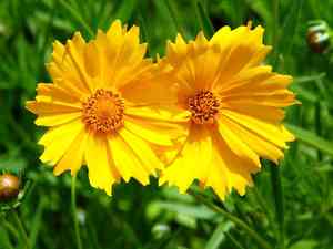 Large-flowered tickseed(Coreopsis grandiflora)