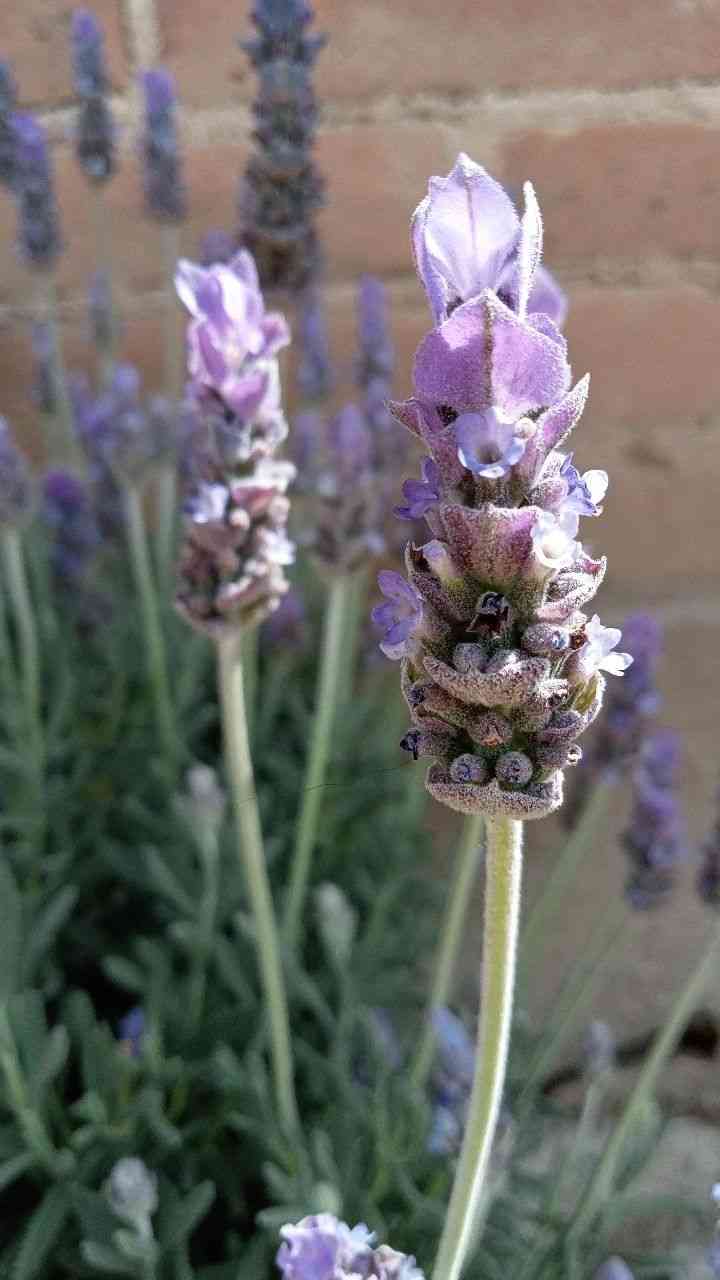 French lavender(Lavandula dentata)