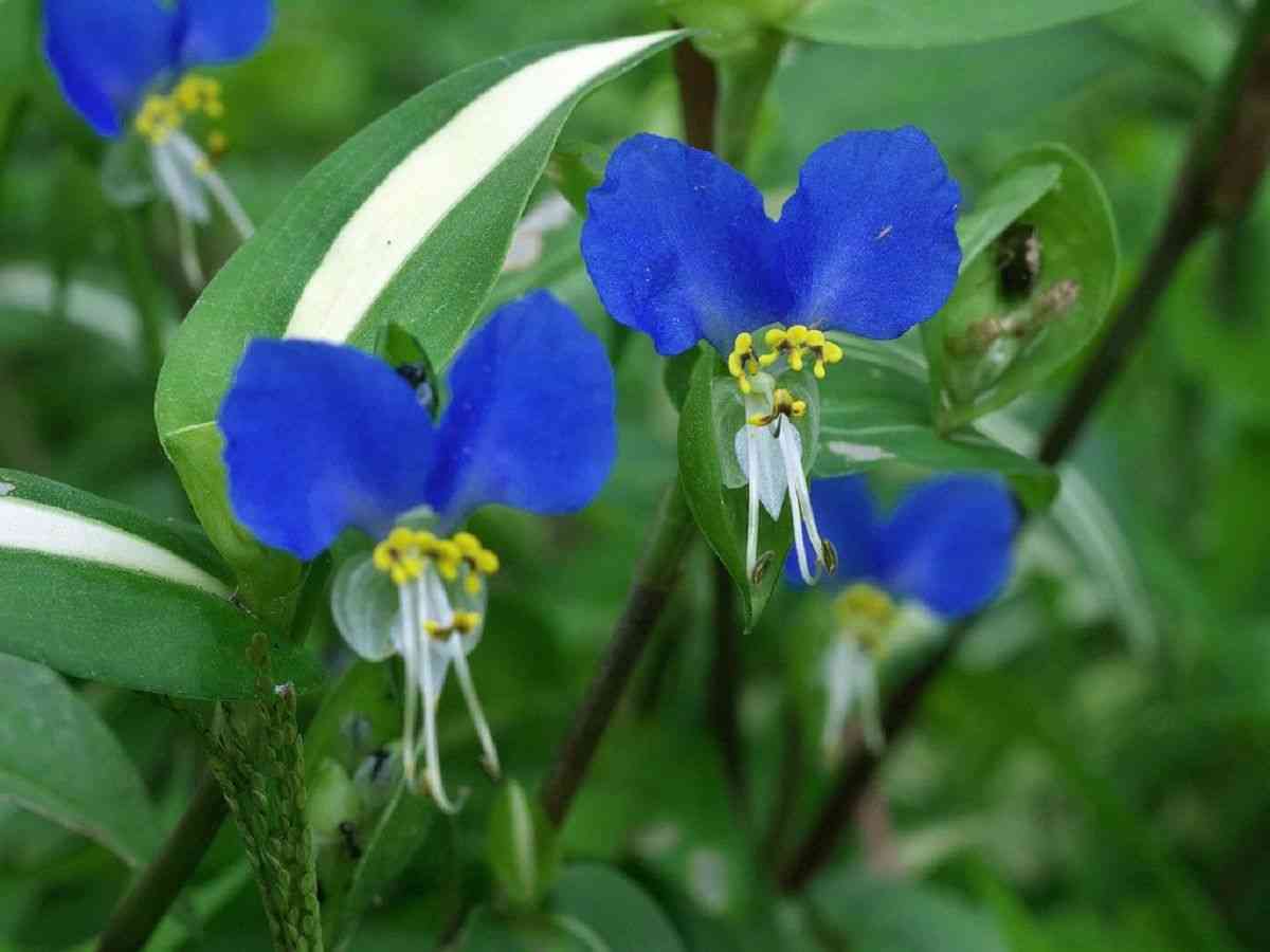 Asiatic dayflower(Commelina communis)