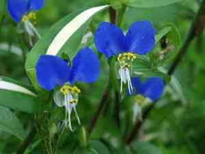 Asiatic dayflower(Commelina communis)