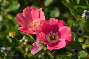 Austrian brier(Rosa foetida)