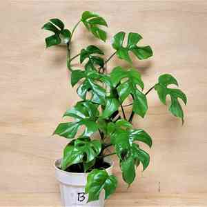 Monstera minima(Monstera minima)