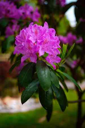 Great laurel(Rhododendron maximum)