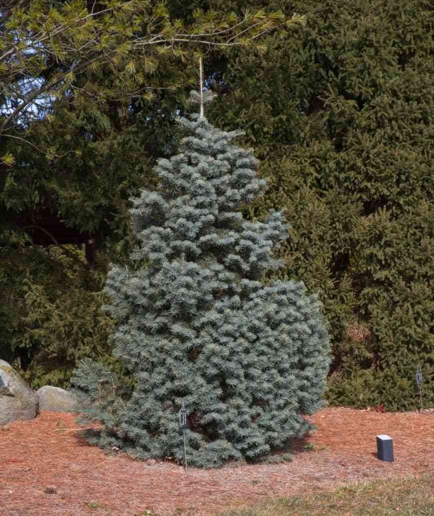 White fir(Abies concolor)