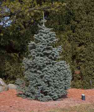 White fir(Abies concolor)