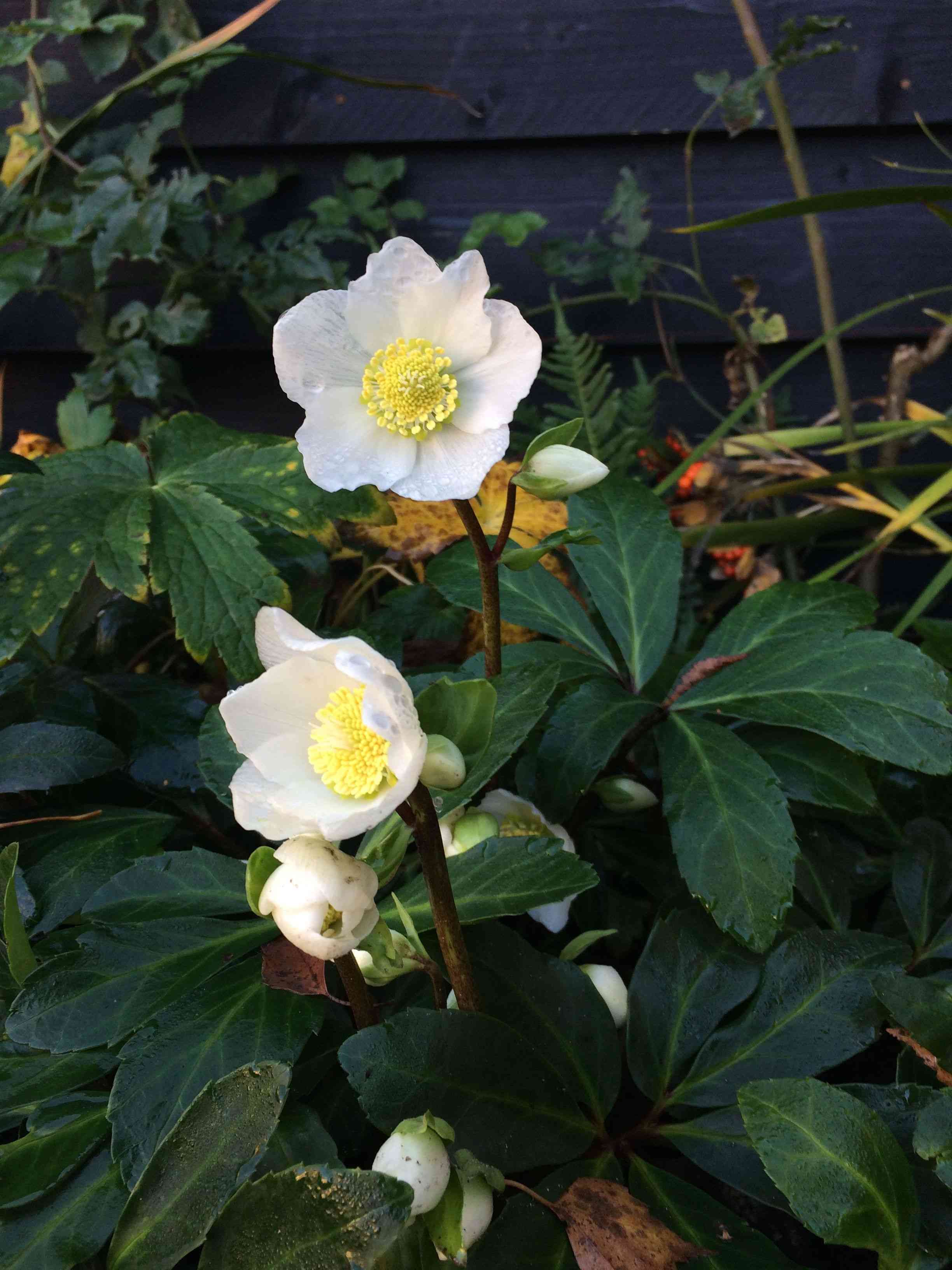 Christmas rose(Helleborus niger)