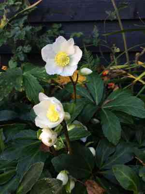 Christmas rose(Helleborus niger)