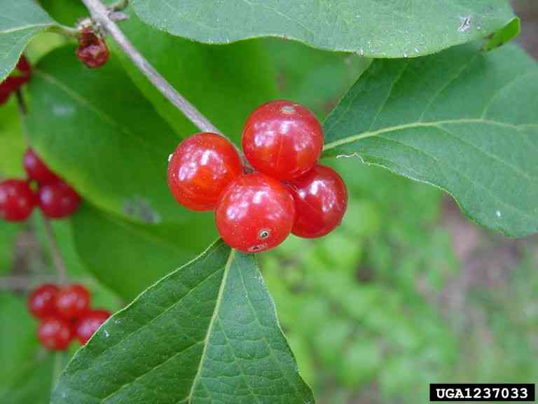 Amur honeysuckle(Lonicera maackii)