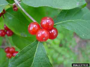 Amur honeysuckle(Lonicera maackii)