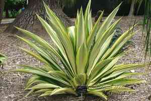 Giant Cabuya(Furcraea foetida)