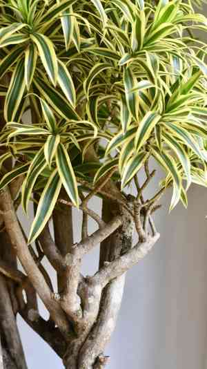 African Spear, Stuckyi, Snake Plant(Dracaena stuckyi)