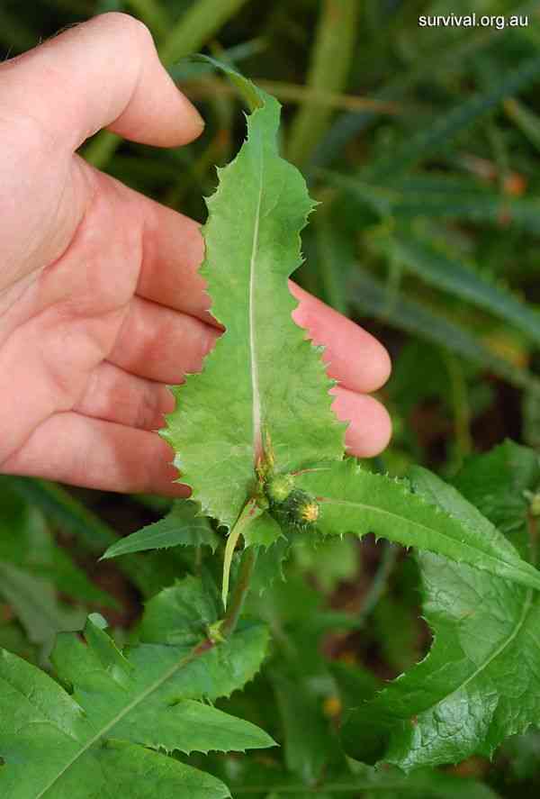 Spiny sowthistle(Sonchus asper)