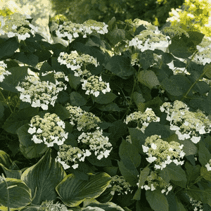 Smooth hydrangea(Hydrangea arborescens)