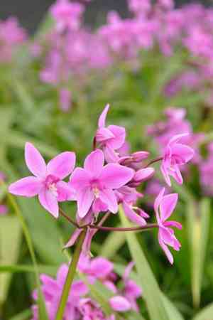 Philippine ground orchid(Spathoglottis plicata)