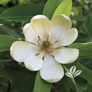 Sweetbay magnolia(Magnolia virginiana)